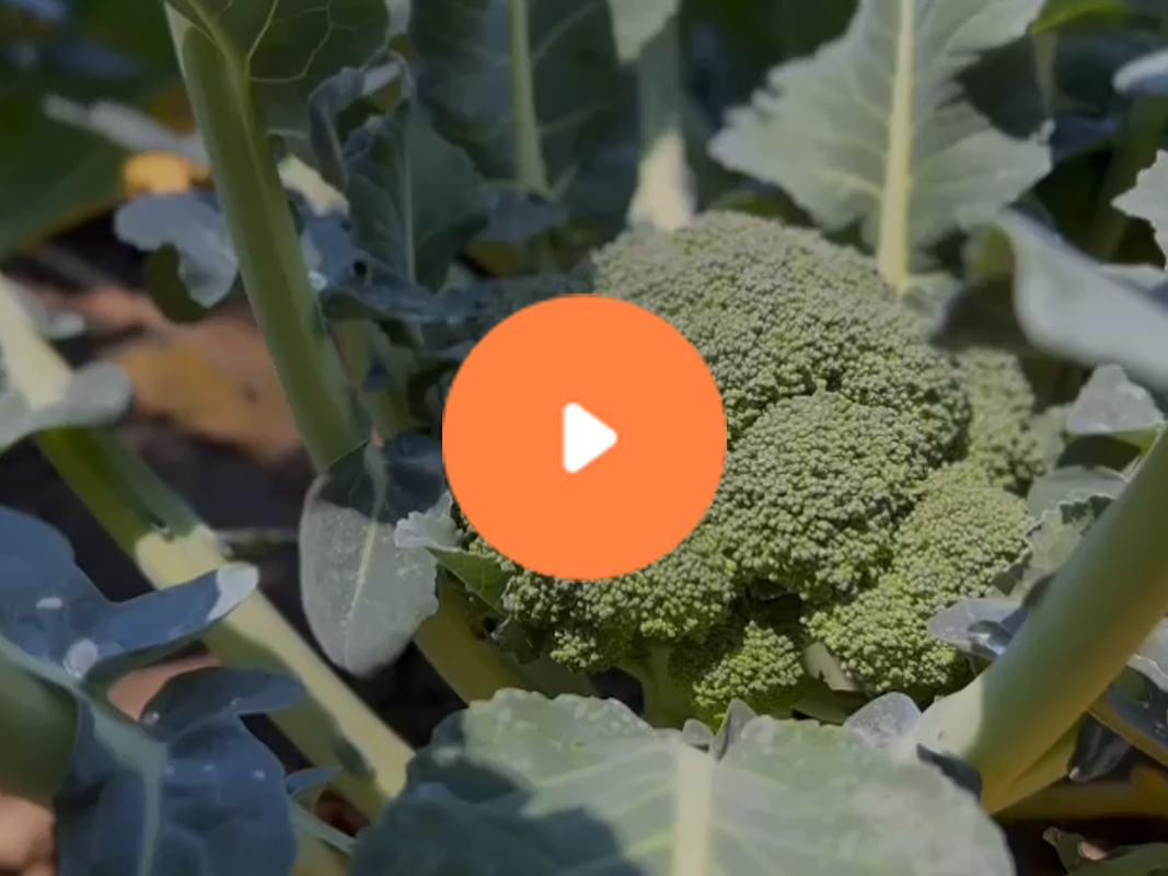 Broccoli Video 2