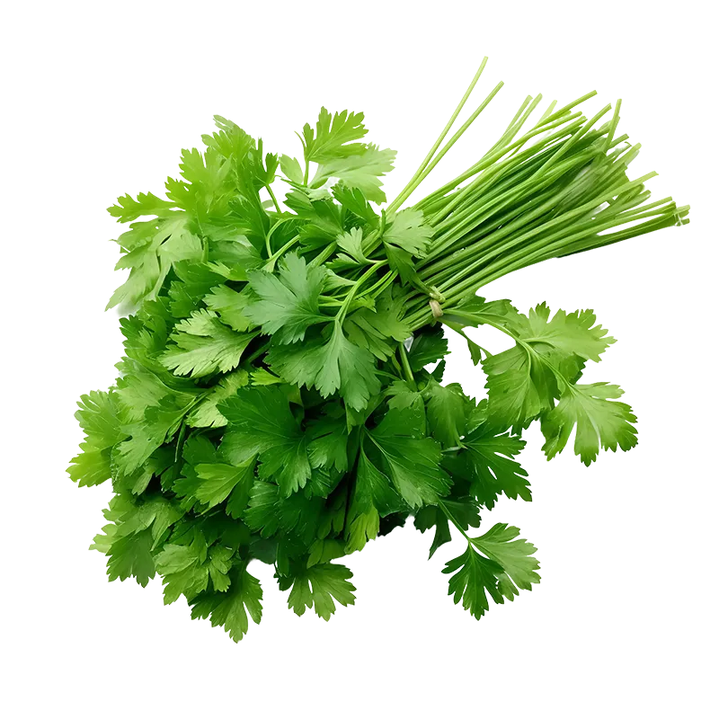 Coriander